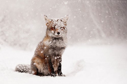 Tiere im Winter, Fotografie
