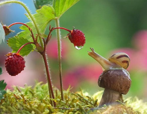 Natur, Schnecken